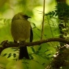 Medosavka novozelandska - Anthornis melanura - Bellbird - makomako 5436